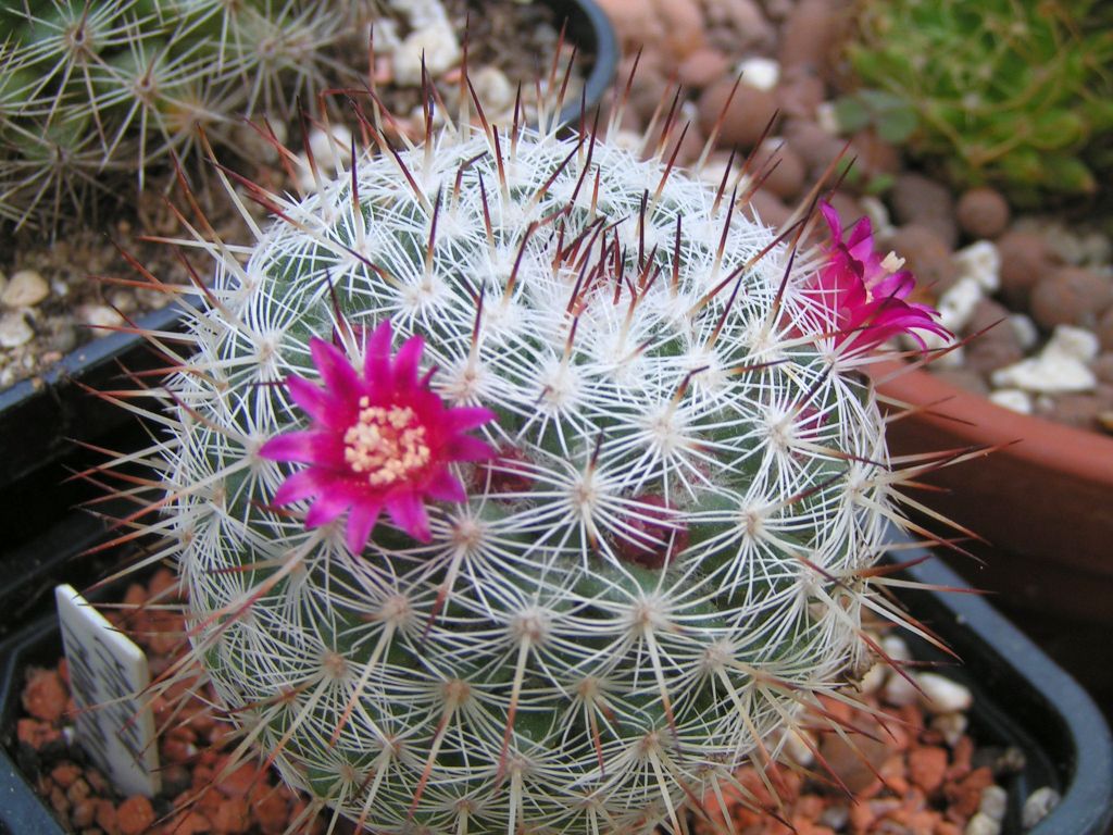 Mammillaria monticola